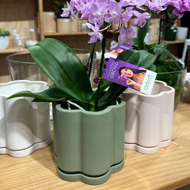 Griff Green Daisy Planter (13.5cm) | Koop.co.nz