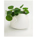 Urban Products Jocelyn Planter - White (11.5cm) | Koop.co.nz