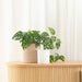 Potted Athens Planter - White | Koop.co.nz