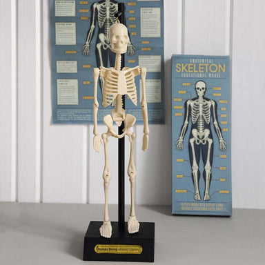 Rex London Anatomical Skeleton Model | Koop.co.nz
