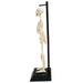 Rex London Anatomical Skeleton Model | Koop.co.nz