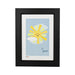 Pint Size Sun Print (A4) | Koop.co.nz